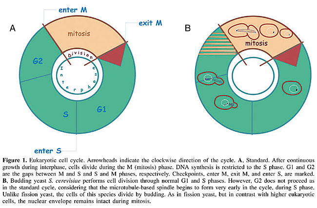 cell cycle stages. necessary for cell-cycle